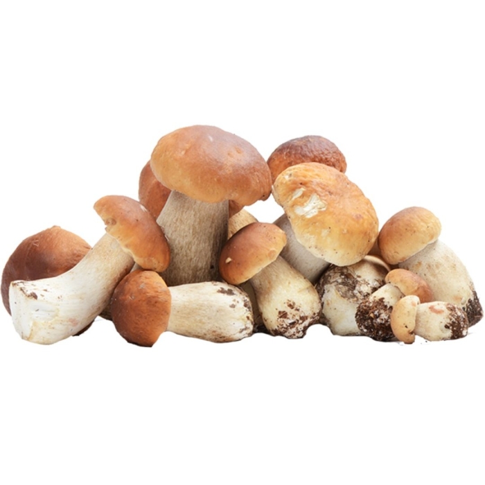 Гриб на белом фоне