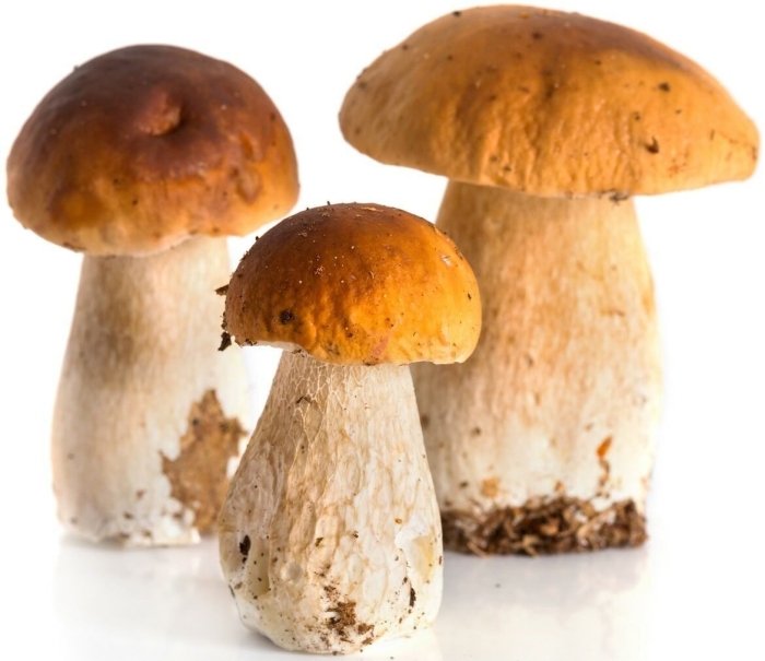 Гриб боровик