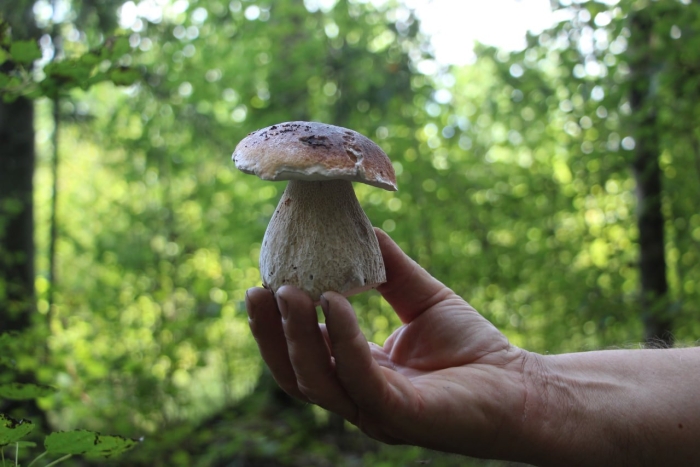 Грибы белый гриб