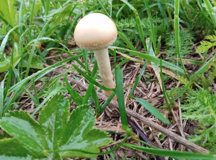 Опенок луговой marasmius oreades