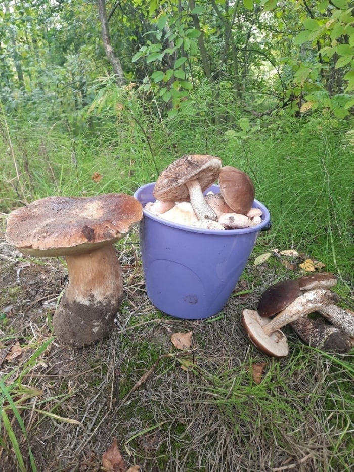 Ведро грибника