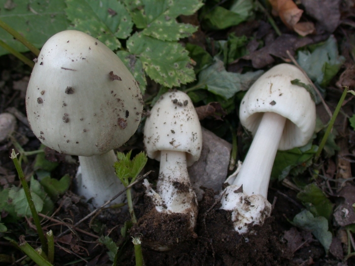 Гриб вольвариелла слизистоголовая