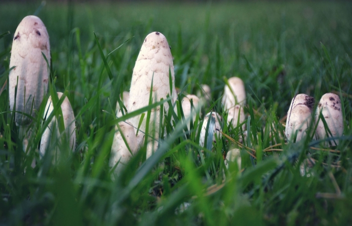 Навозник белый съедобный