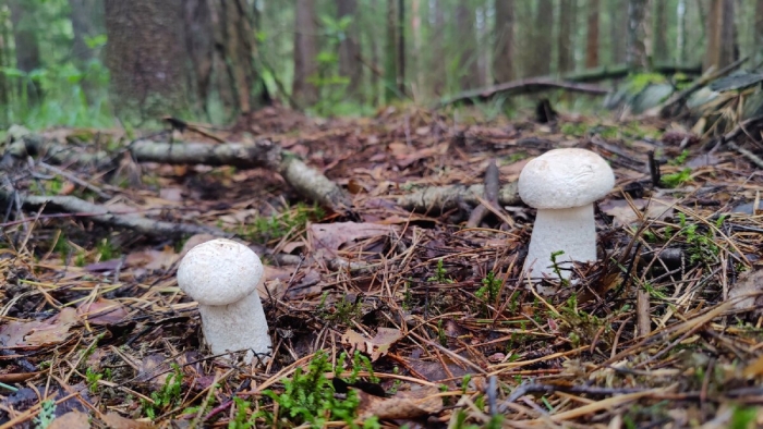 Осиновик подосиновик белый