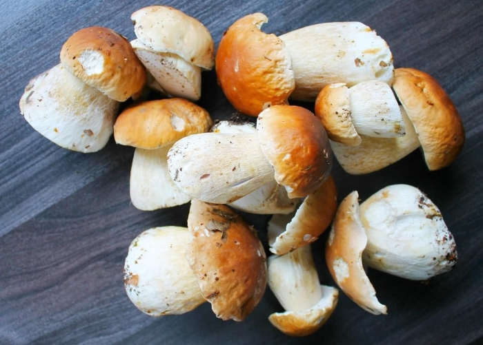 Порчини грибы