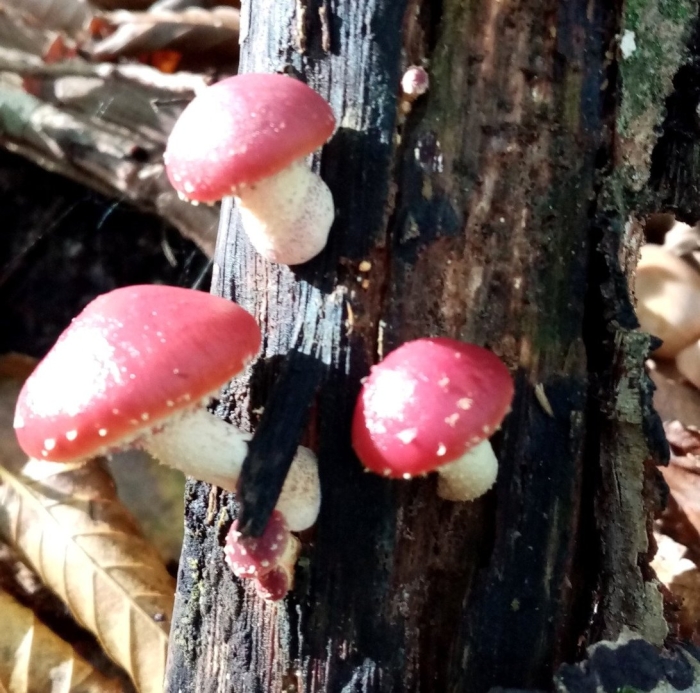 Грибы декоративные