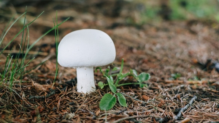 Шампиньон обыкновенный agaricus campestris