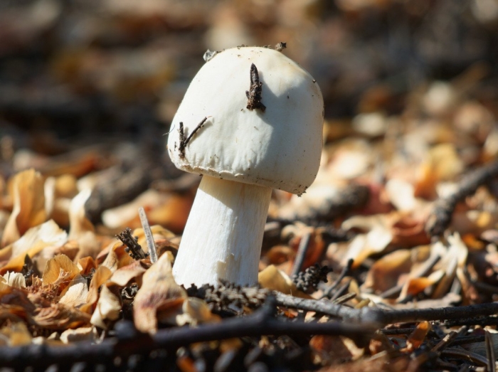 Белая поганка гриб