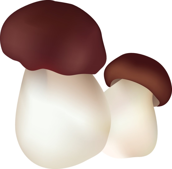 Грибы на белом фоне