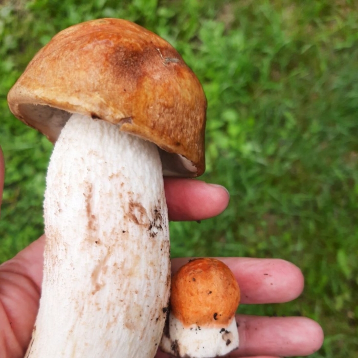 Красноголовики и подосиновики