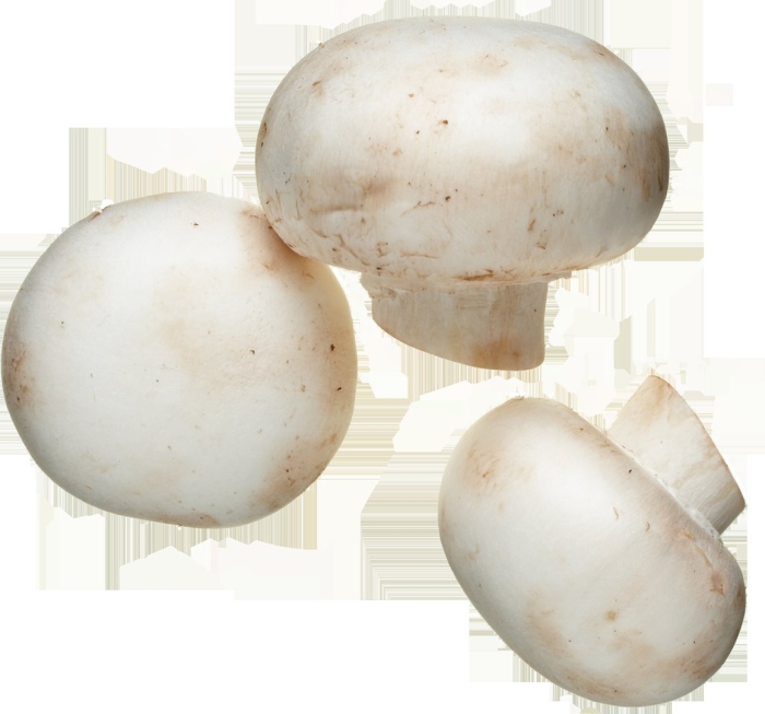Шампиньон двуспоровый agaricus bisporus