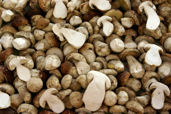 Грибы белые сушеные