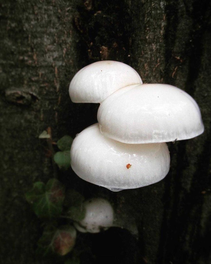 Гриб удемансиелла