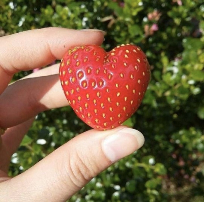 Клубника строуберри