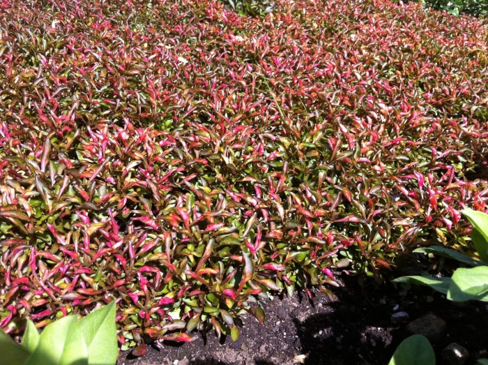 Альтернантера беттцика