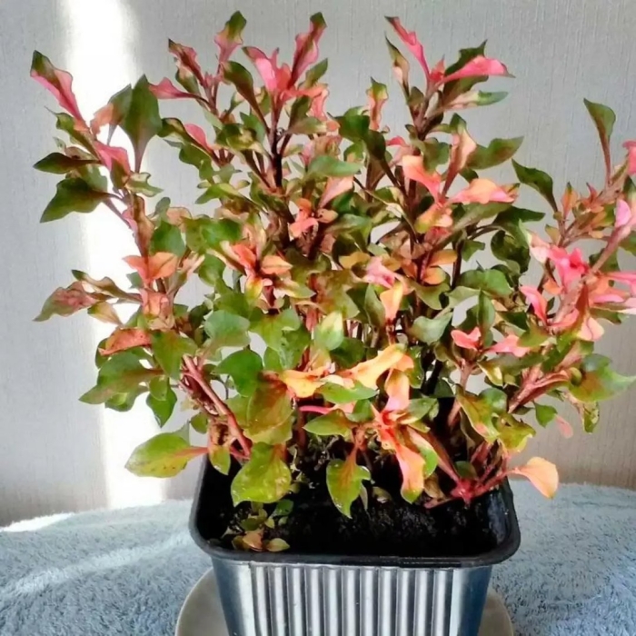 Альтернантера бетцика