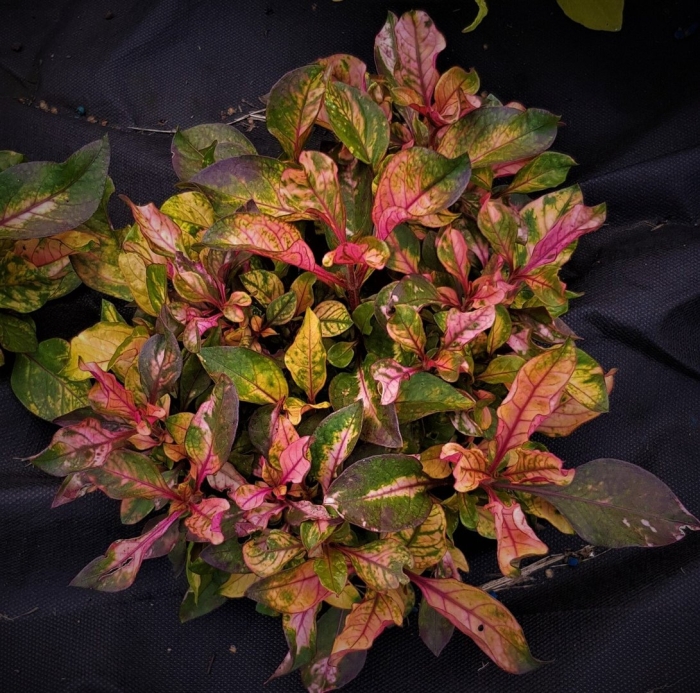 Альтернантера бетзикиана красная