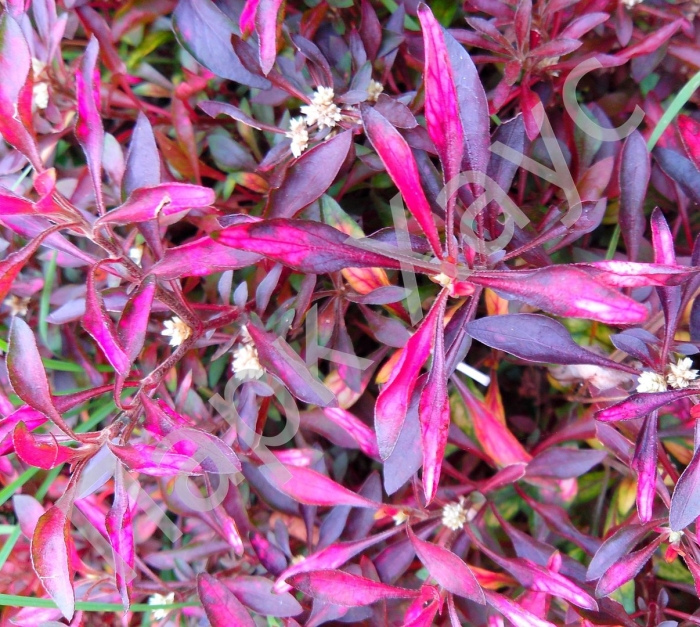 Альтернантера бетзикиана красная