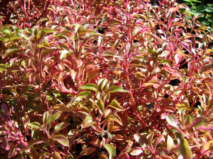 Растение альтернантера