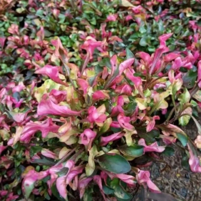 Альтернантера amoena rosea