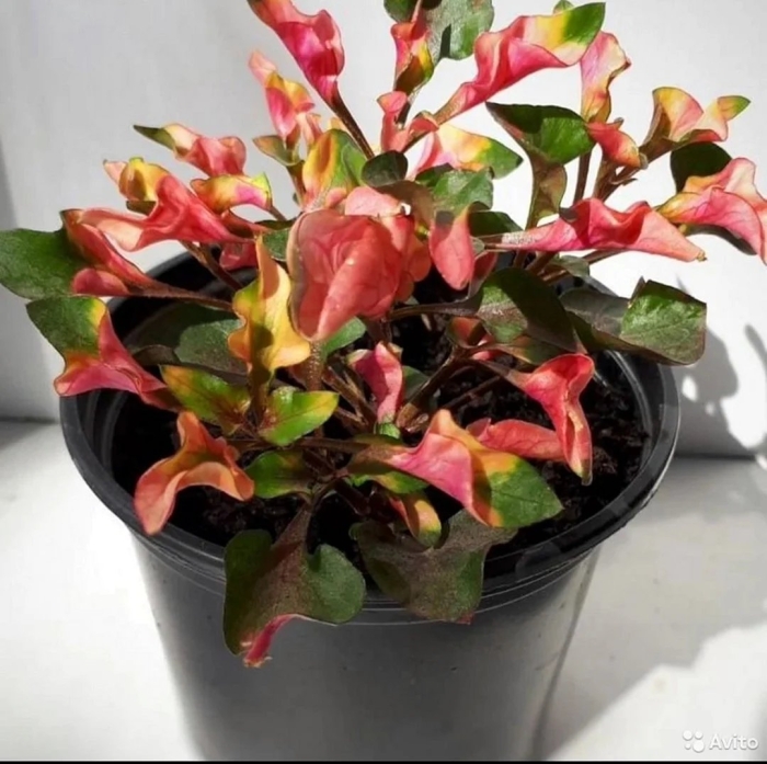 Альтернантера бетцика