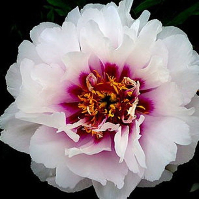 Пион гибридный