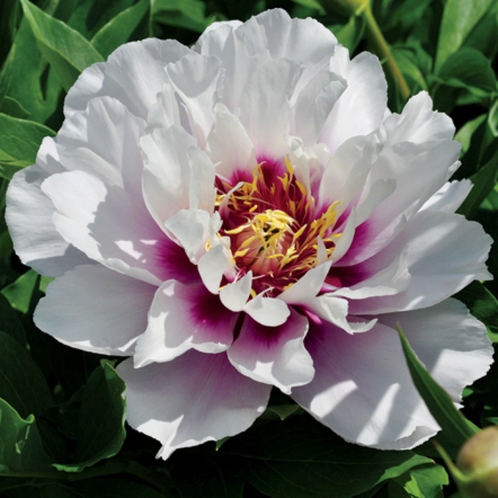 Cora louise пион