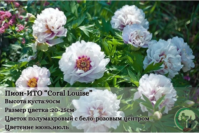 Пион cora louise