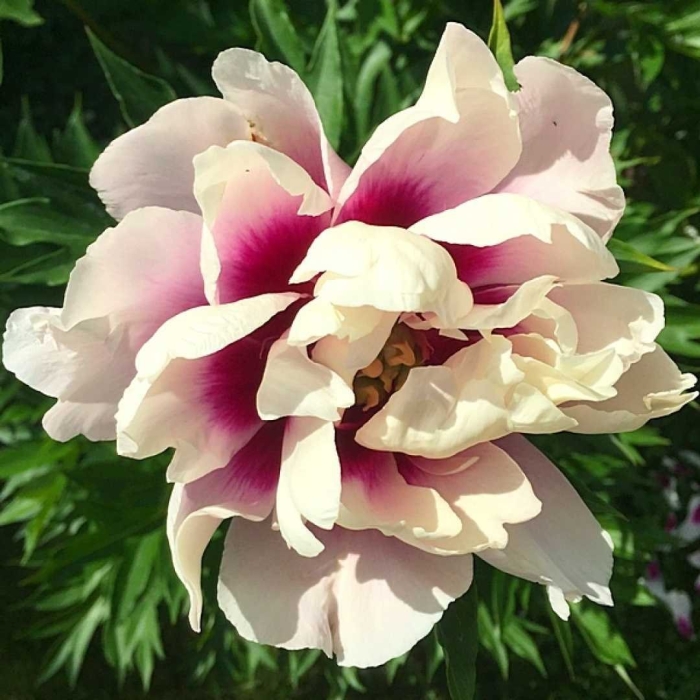 Cora louise пион