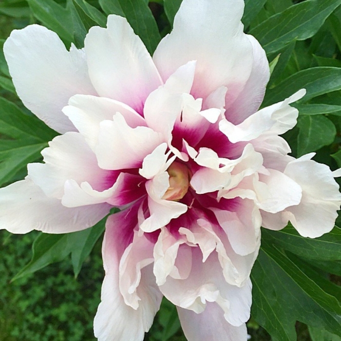 Пион itoh cora louise