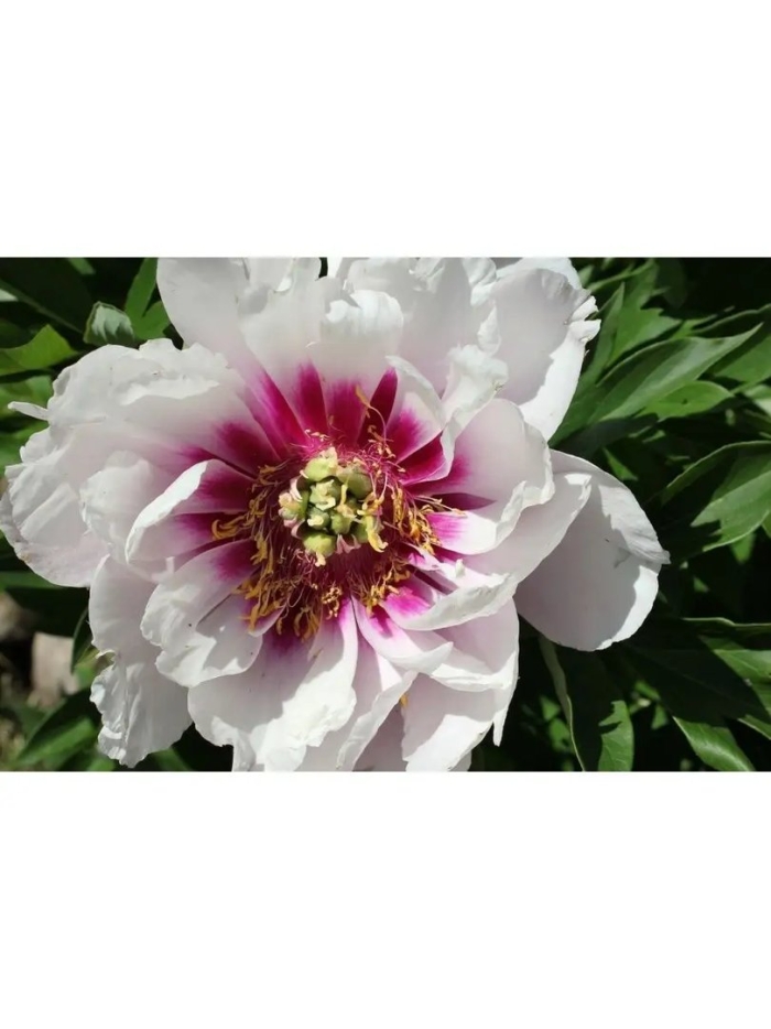 Пион ито кора луиза