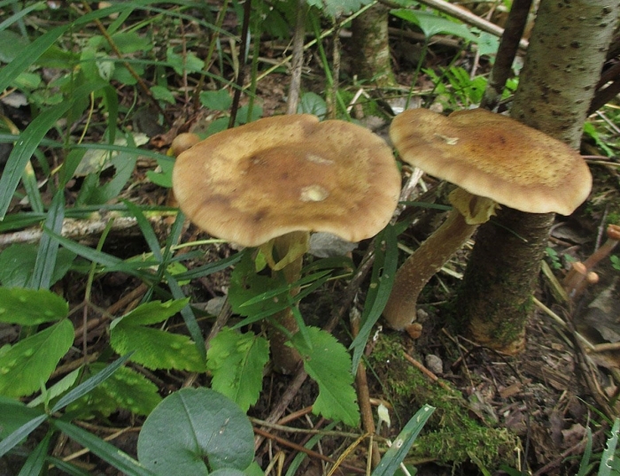 Опенок галика