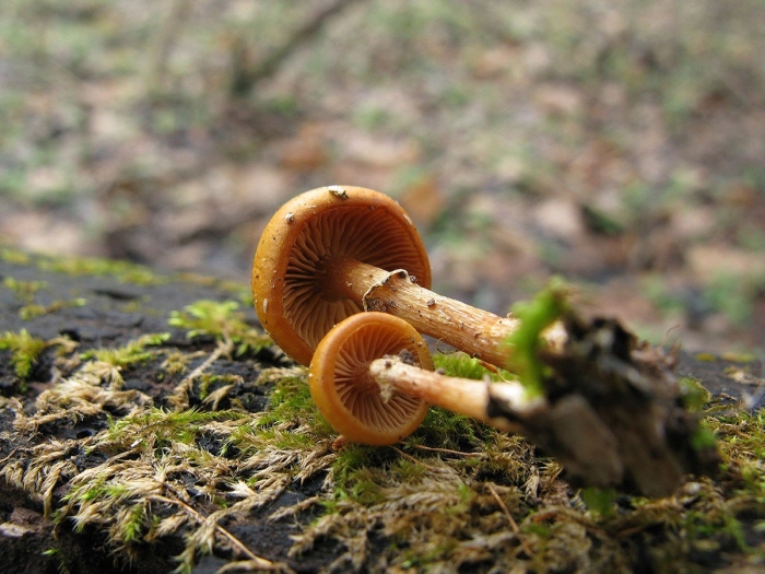 Галерина окаймлённая гриб