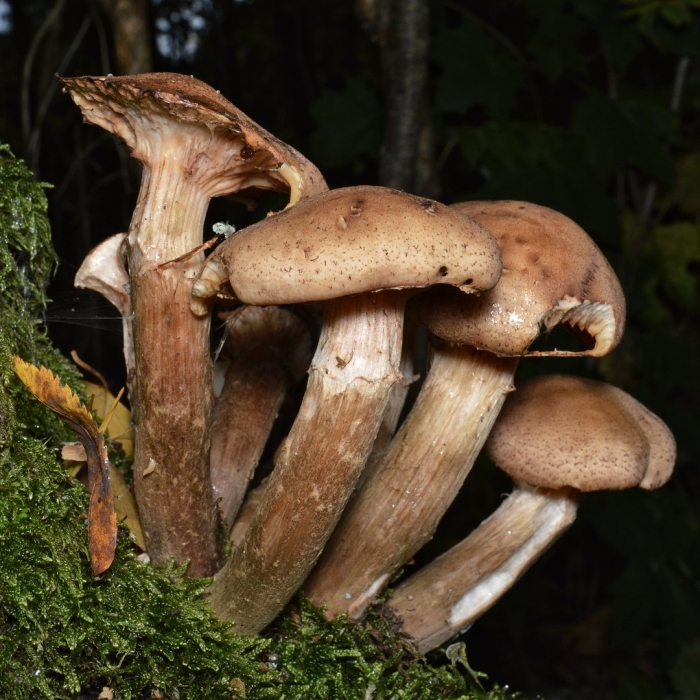 Опенок осенний (armillaria mellea armillaria borealis