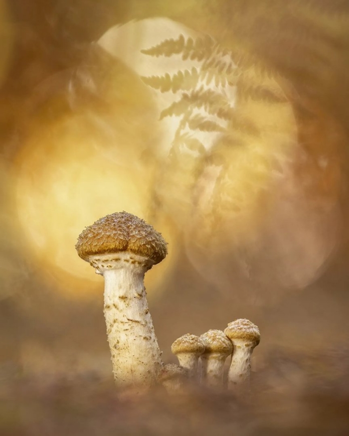 Медовый гриб