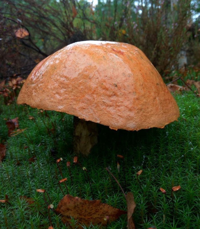 Самые большие грибы