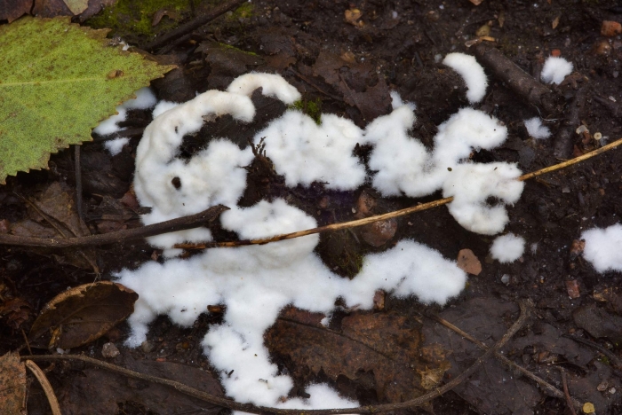 Ceratiomyxa fruticulosa
