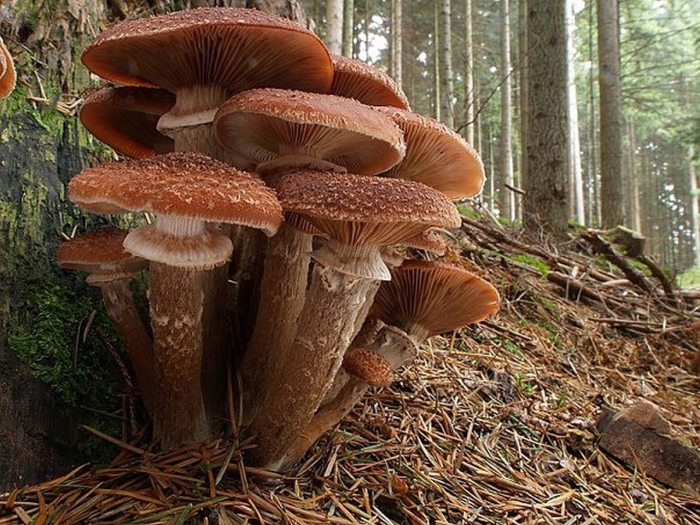 Опенок темный armillaria ostoyae