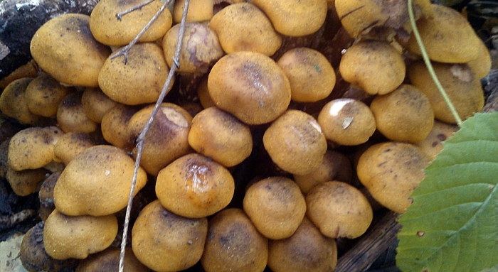 Осенние опята