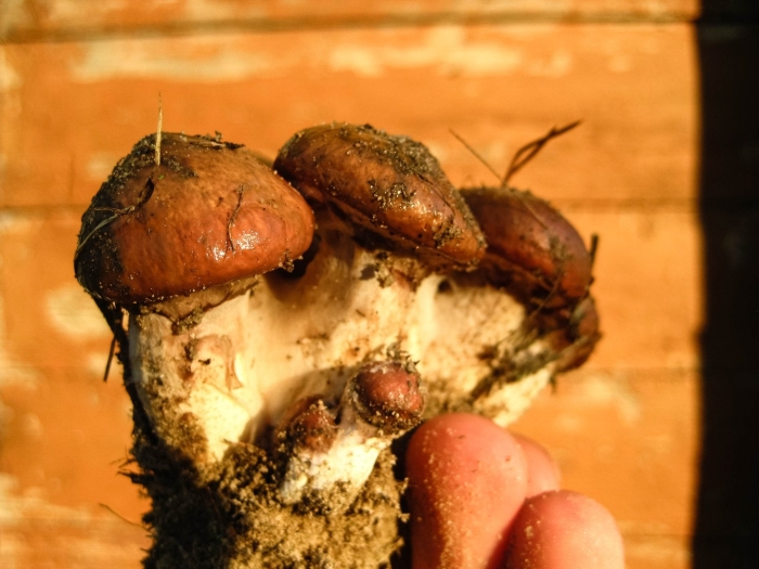 Гриб тополевка рядовка