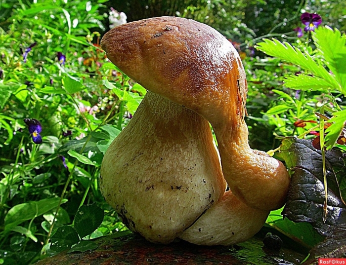 Грибы карелии