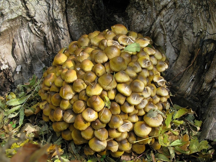 Медовые грибы armillaria mellea