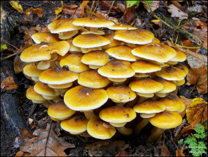 Hypholoma lateritium