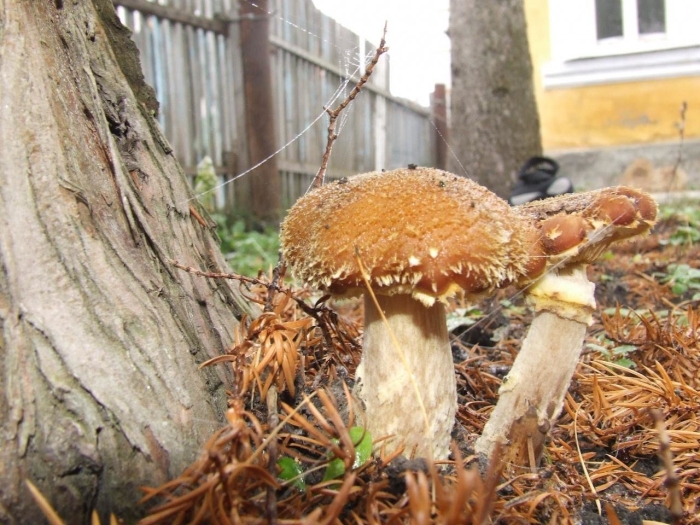 Чешуйчатка тополиная (тополевая):