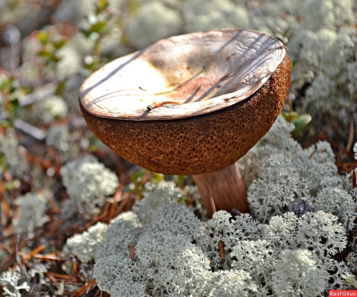 Грибы кольского полуострова