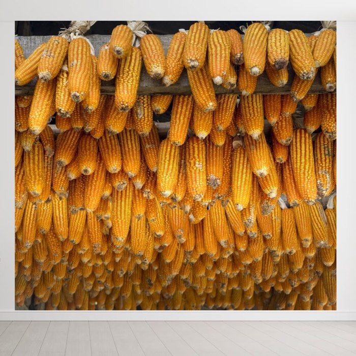 Кукуруза в поле