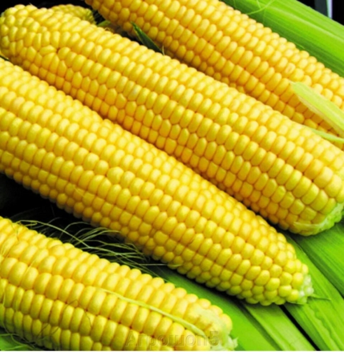 Кукуруза сахарная супер санданс