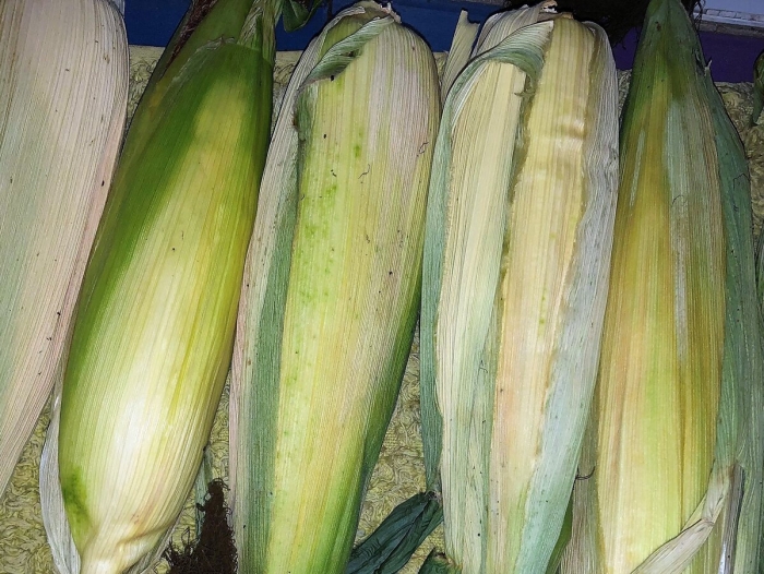 Кукуруза с волосами