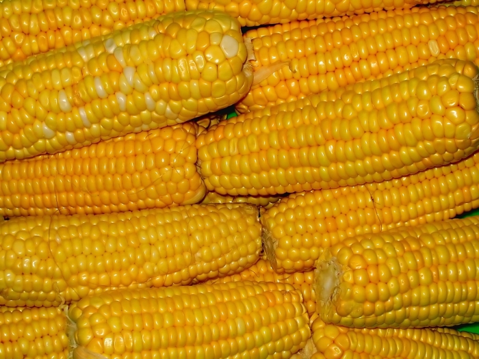 Кукуруза сластёна