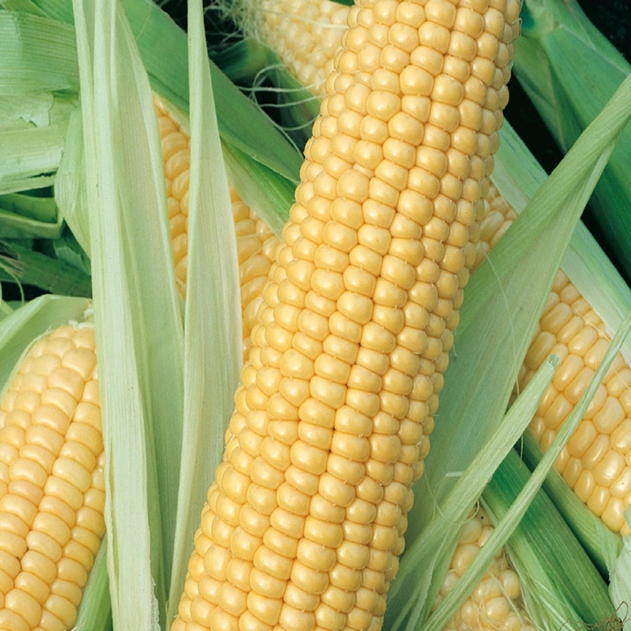 Кукуруза сахарная спирит